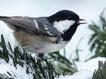 МЧС предупреждает о риске роста пожаров из-за аномальных морозов в России