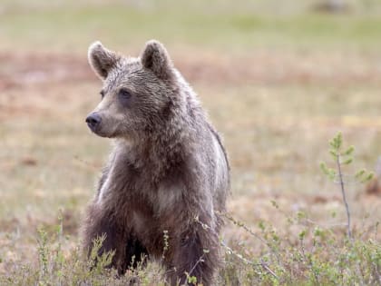 Хотят вернуть в природу: озвучена дальнейшая судьба найденного в Сибири трехмесячного медвежонка