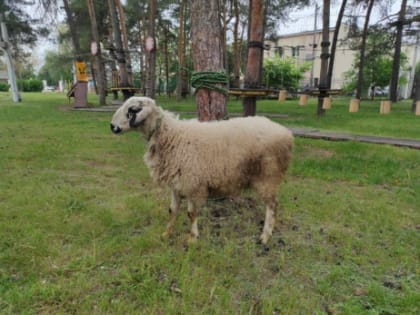 Из-за угрозы теракта Сабантуй в Сызрани намерены убрать под крышу