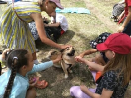 Памятка по выгулу домашних животных