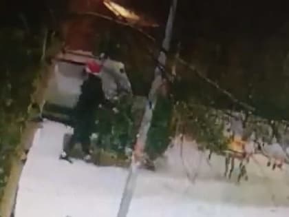 В Самаре задержали мужчину, который спилил голубую ель, растущую на территории муниципального предприятия