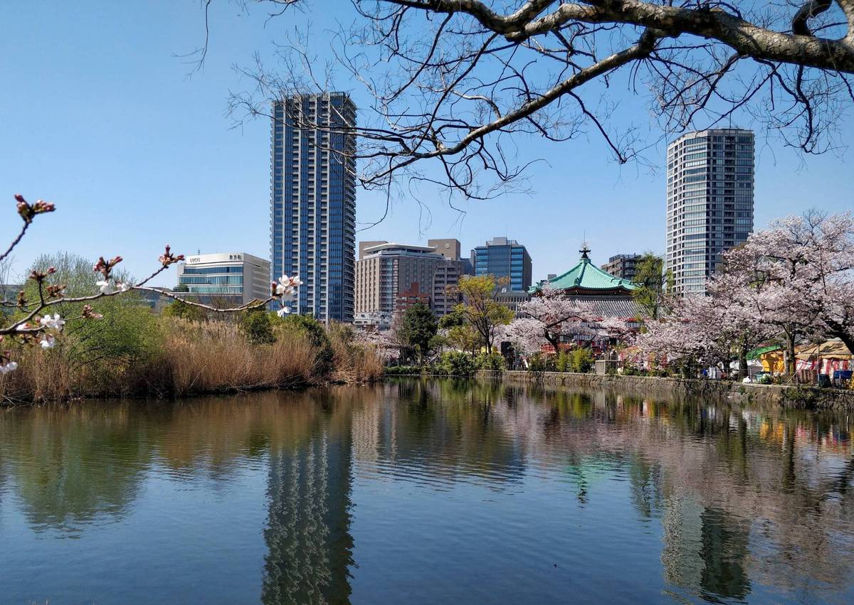 Shinobazu pond surrounded by greenery at Ueno Park in Tokyo