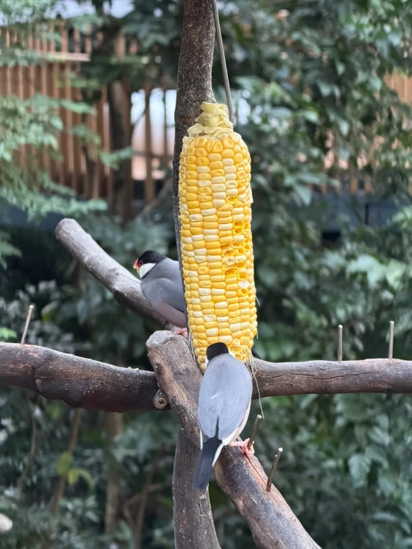 Walkway through aviary
