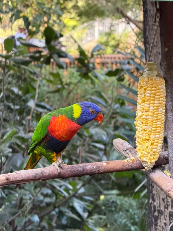 Birds in aviary