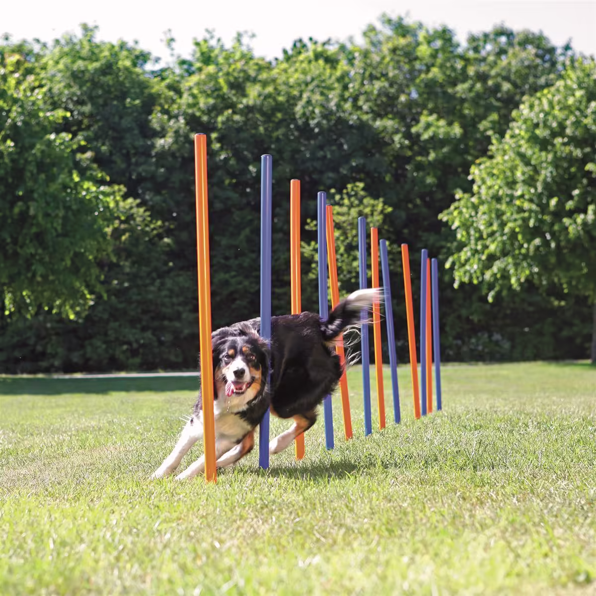 Agility Slalåm Hinder - Bilde 2