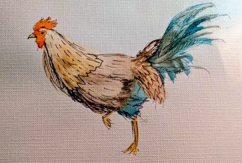 Rooster with Turquoise Tail Feathers Mural in Tampa, FL