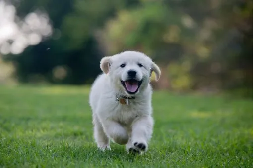 Puppy Img