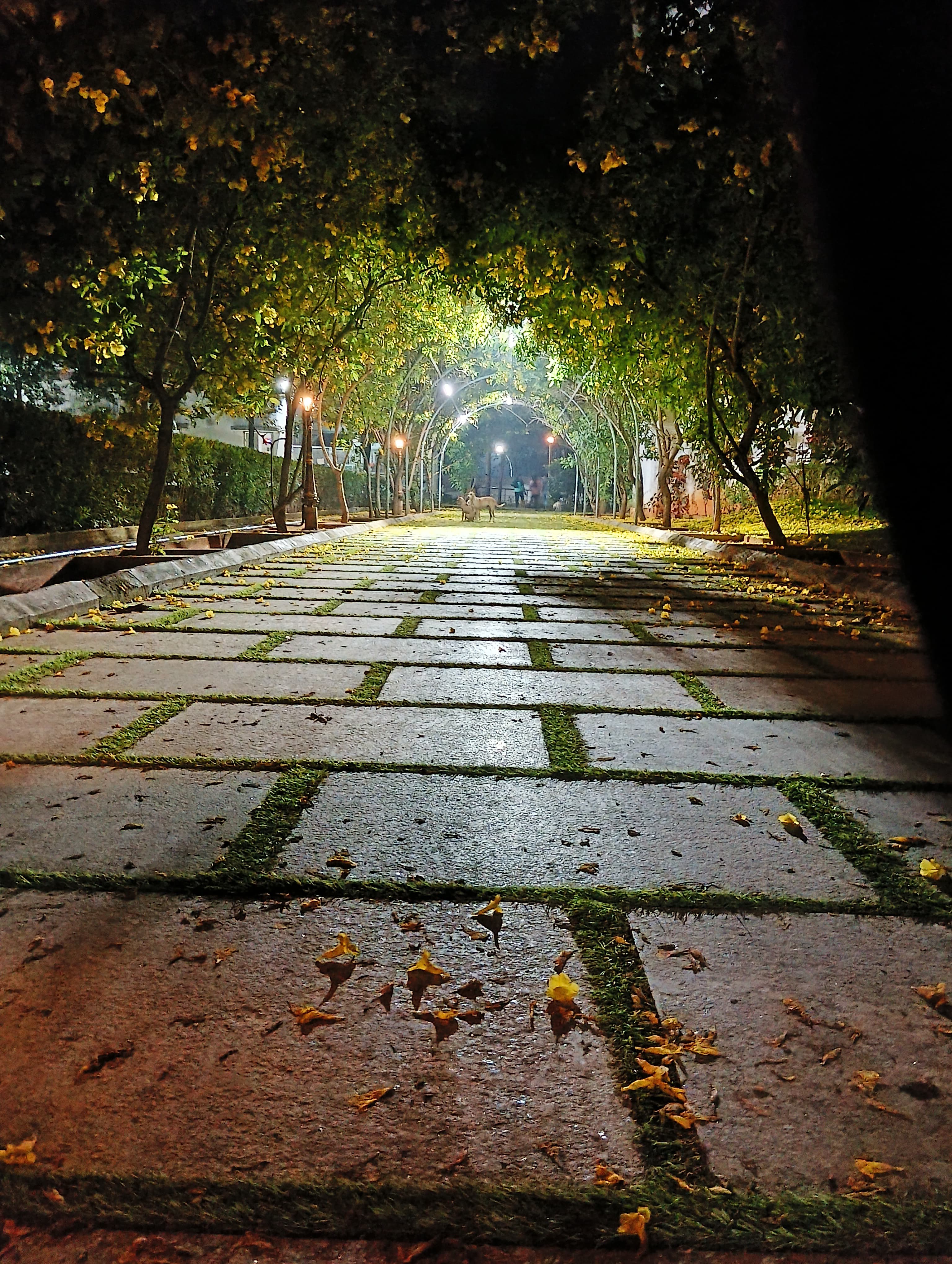 Fig: Image_7