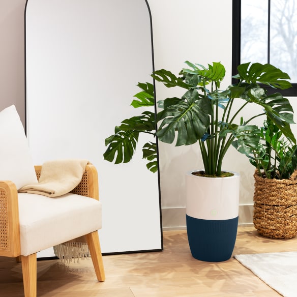Grow your favorite plant.