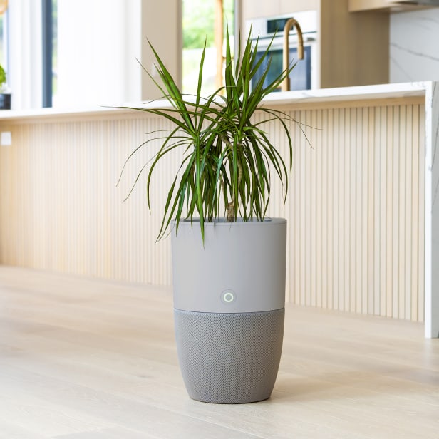 Purificateur d’air Bloom™- Édition Limitée grise