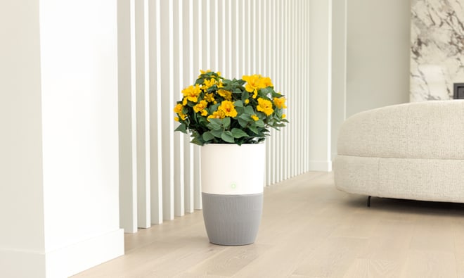 Purificateur d’air Bloom™