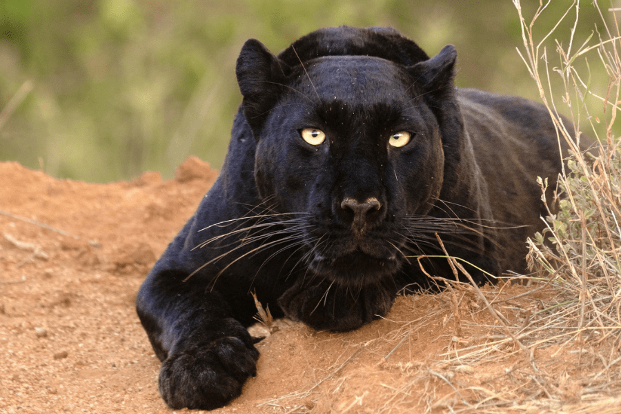 Uganda safari journey