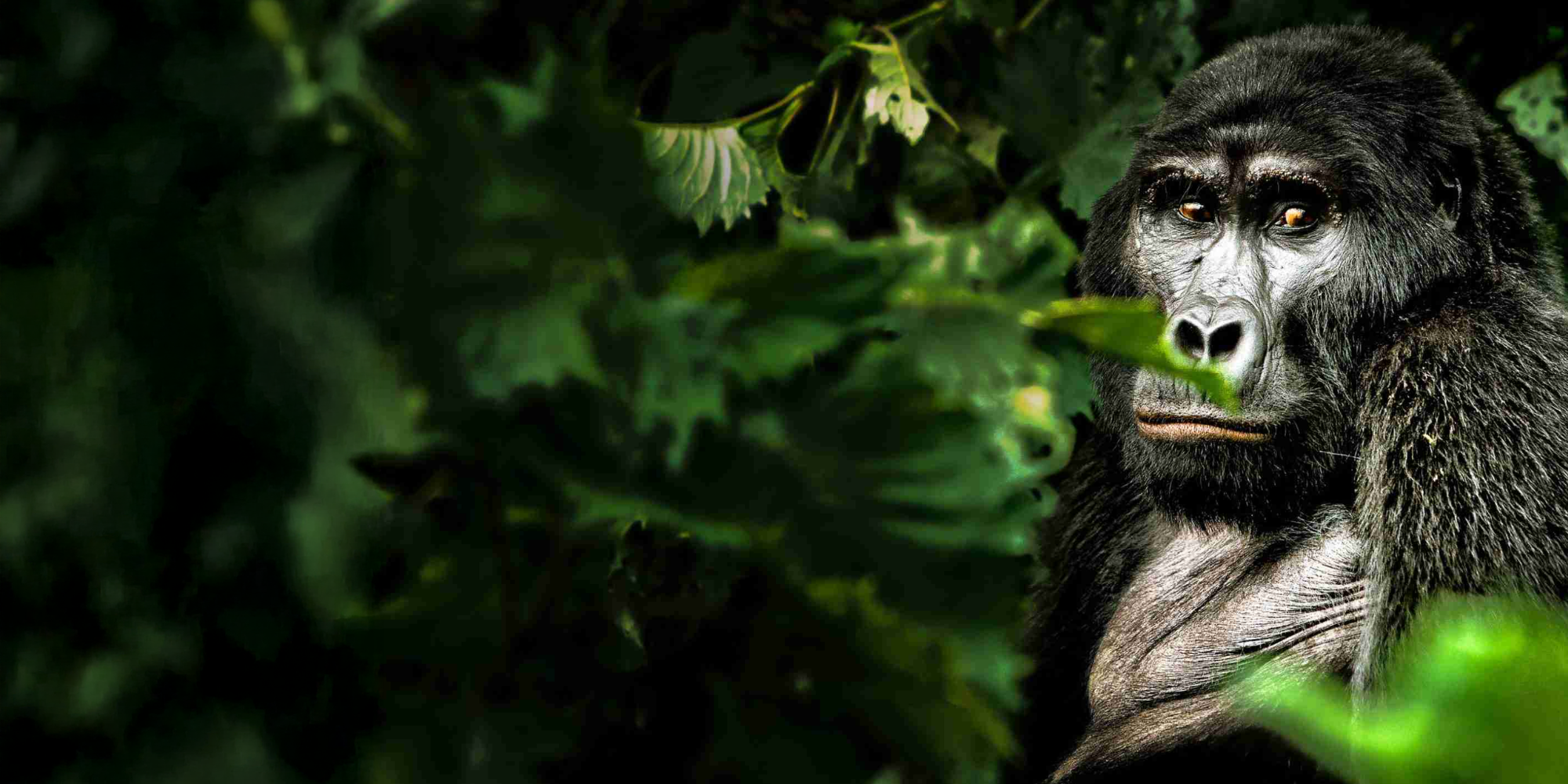 4 Day Bwindi & Lake Bunyonyi