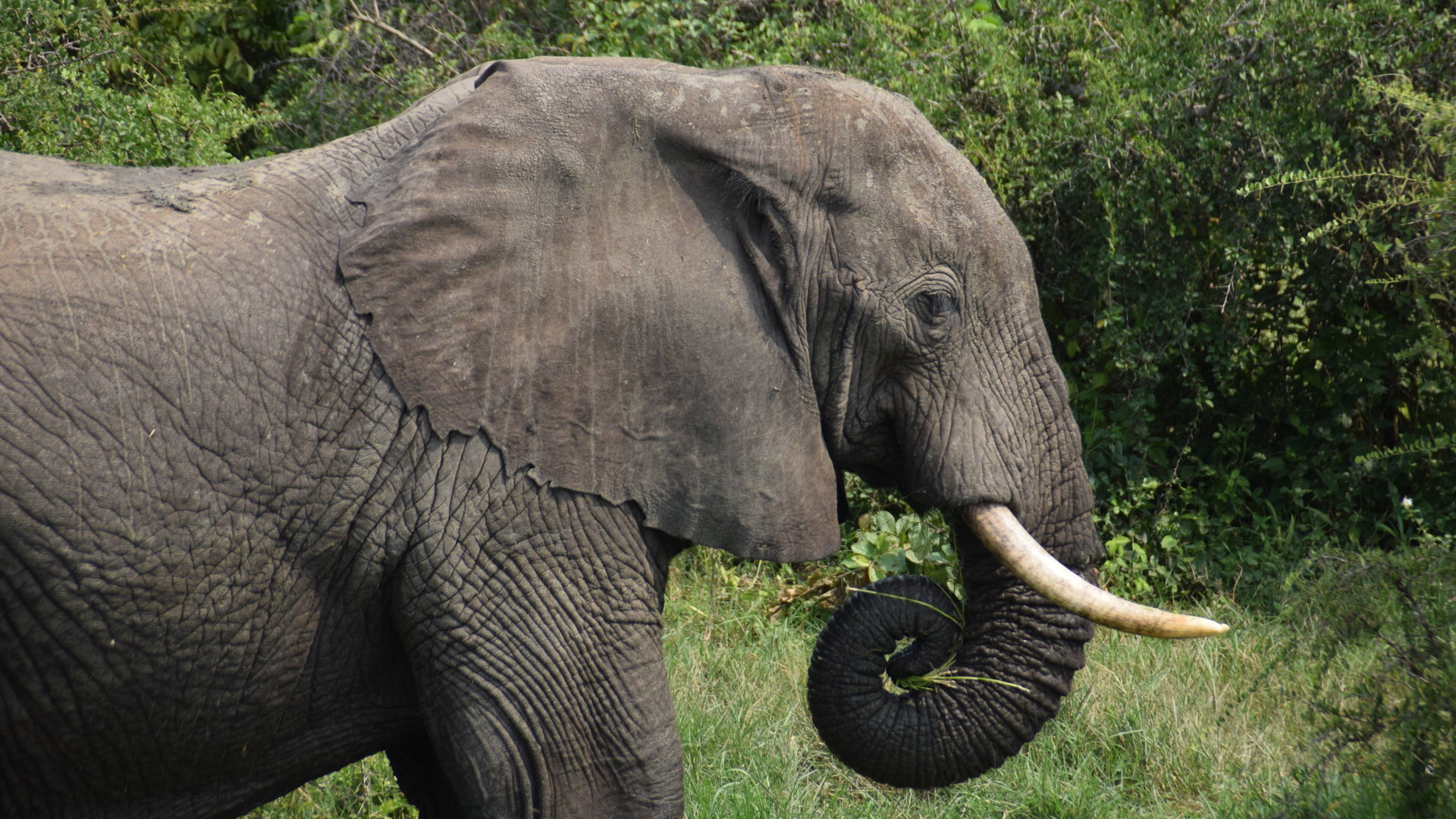 Uganda forest safari trail