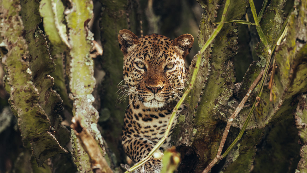 4 Day Gorilla Trekking & Wildlife