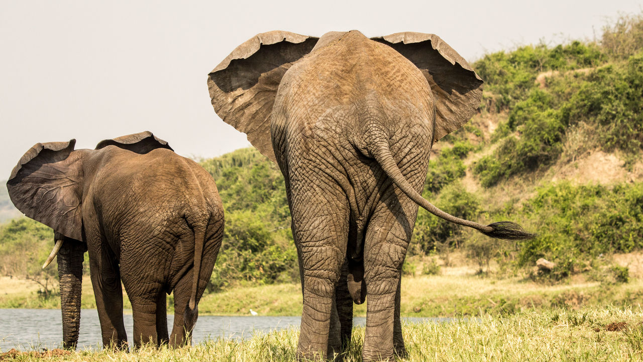 10 Day Complete Uganda Safari