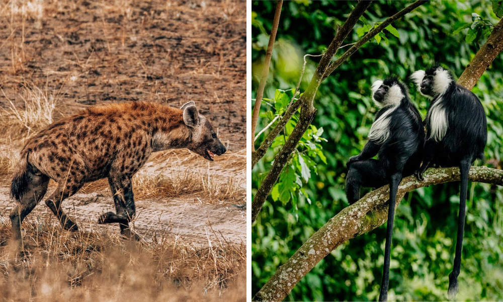 6 Day Primates & Wildlife Circuit