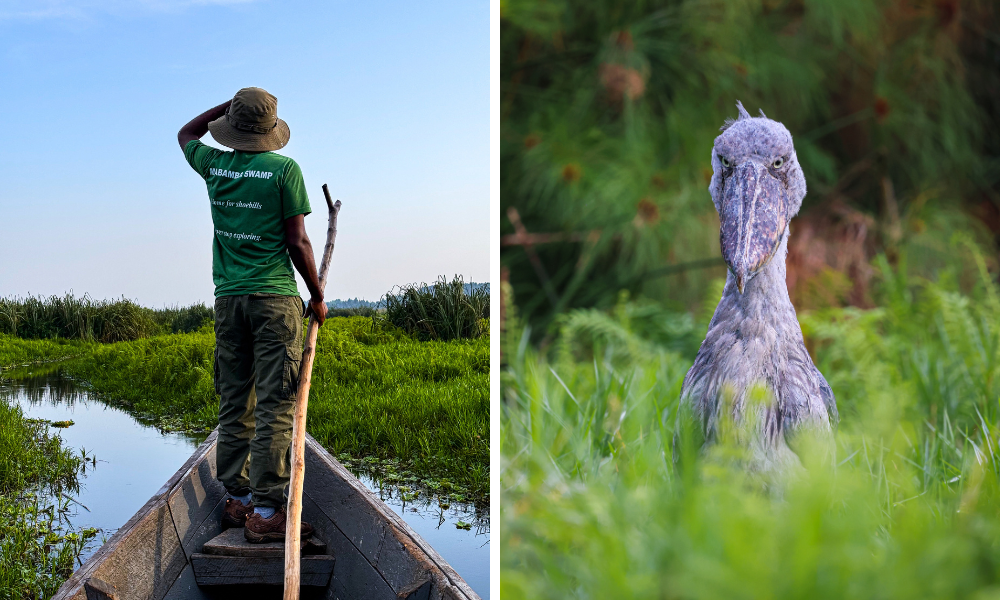 5 Day Queen Elizabeth & Bwindi cover image