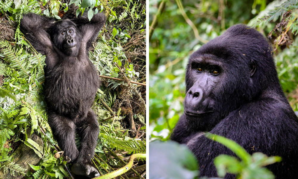 6 Day Primates & Wildlife Circuit cover image