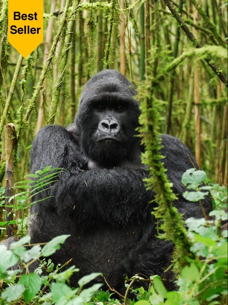3 Day Fly-In Gorilla Trekking