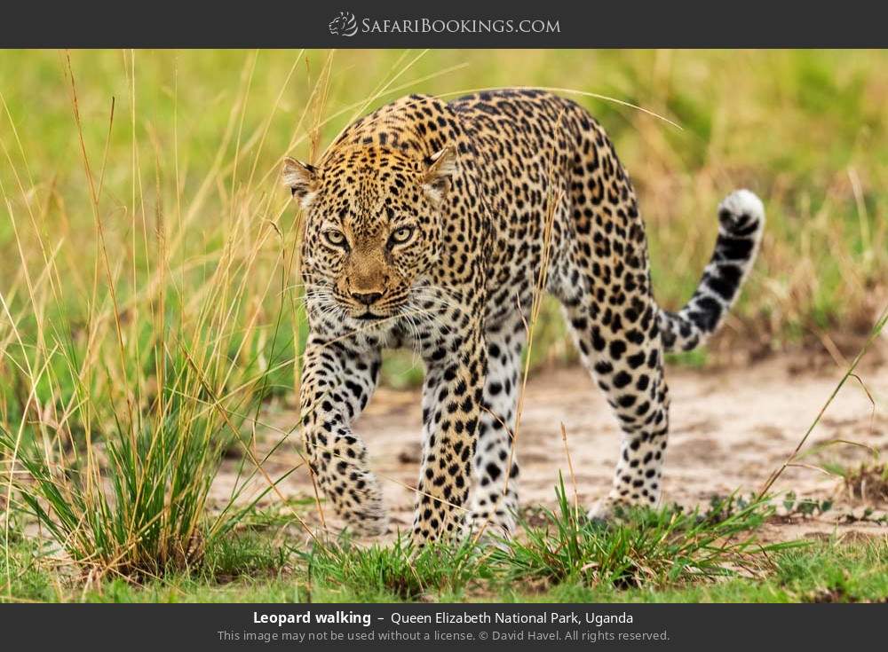 Uganda wildlife plains