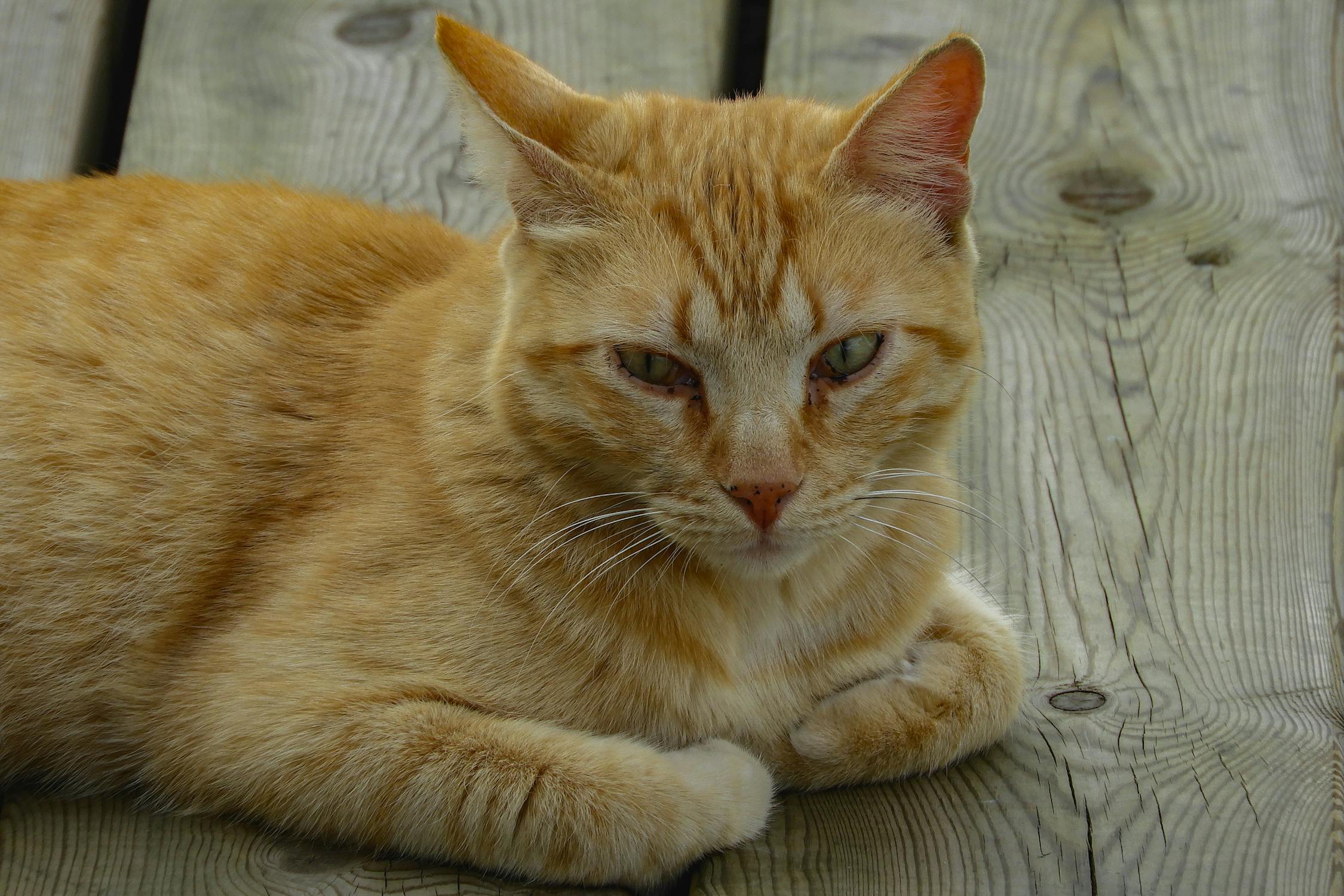 A cat named Whiskers McGee