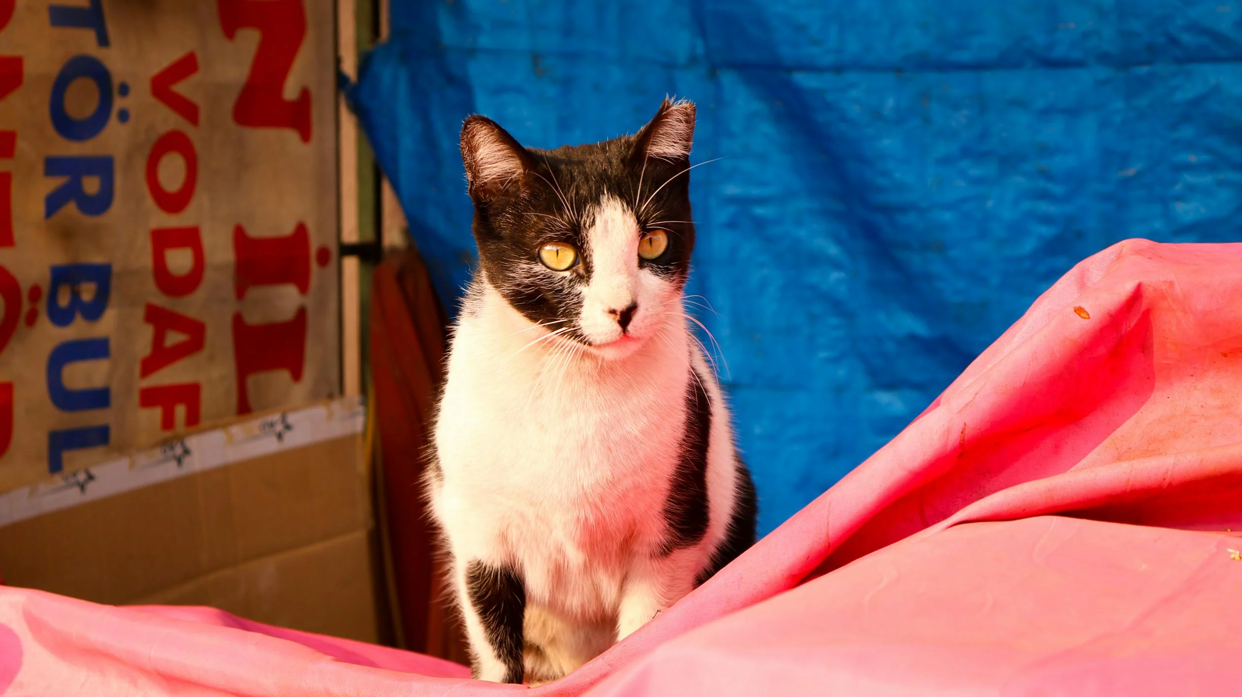 A cat named Luna Belle