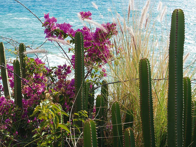 Blumen auf Gran Canaria - individuelle Wanderreise.
