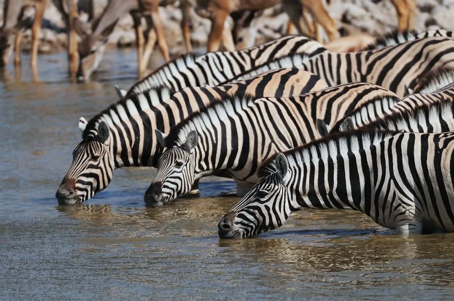 Pirschfahrten und Fussafaris im Etosha-Nationalpark.
