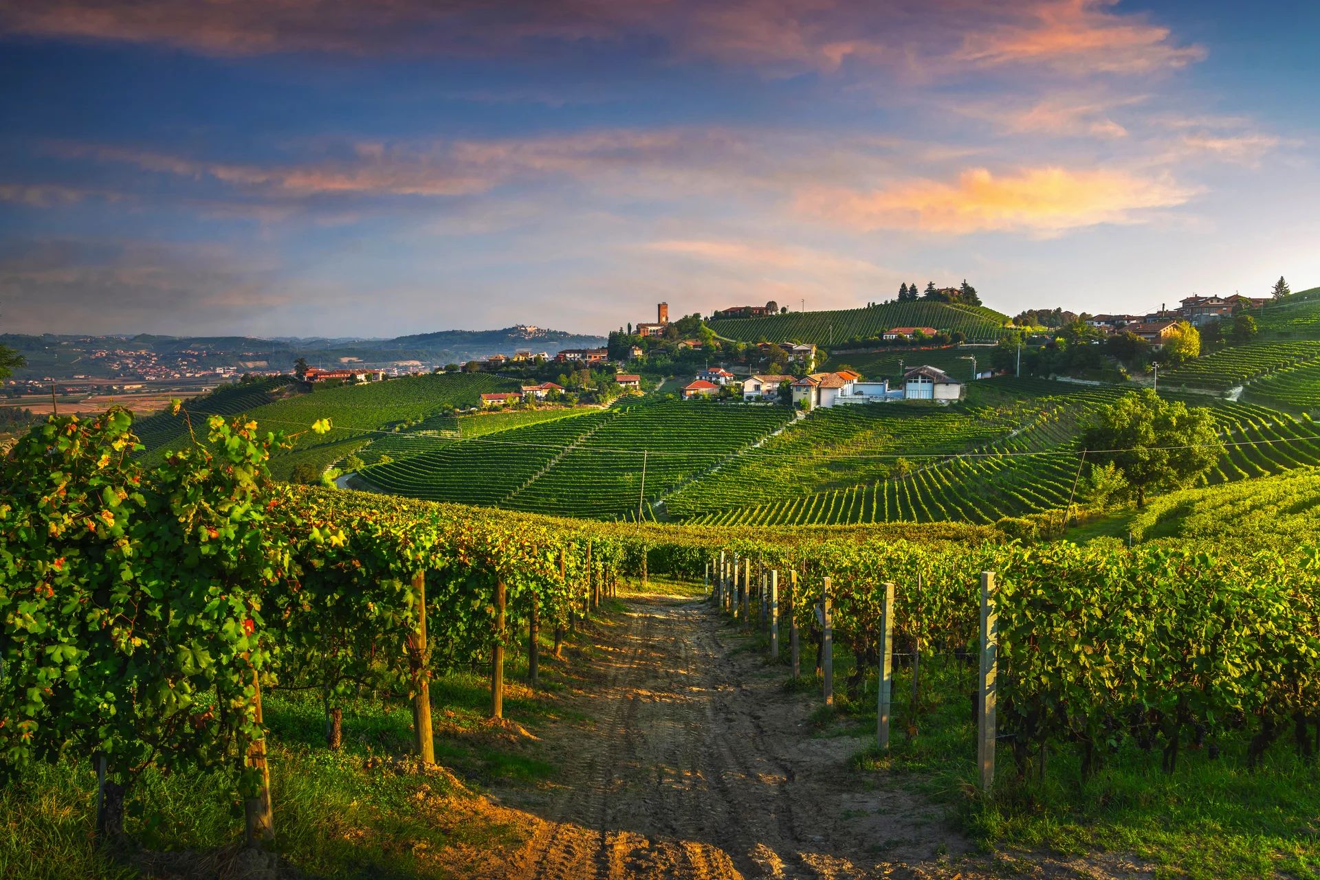 Piemont mit Weinreben