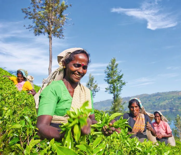 Teepflückerinnen in Nuwara Eliya während unserer Wanderreise in Sri Lanka.