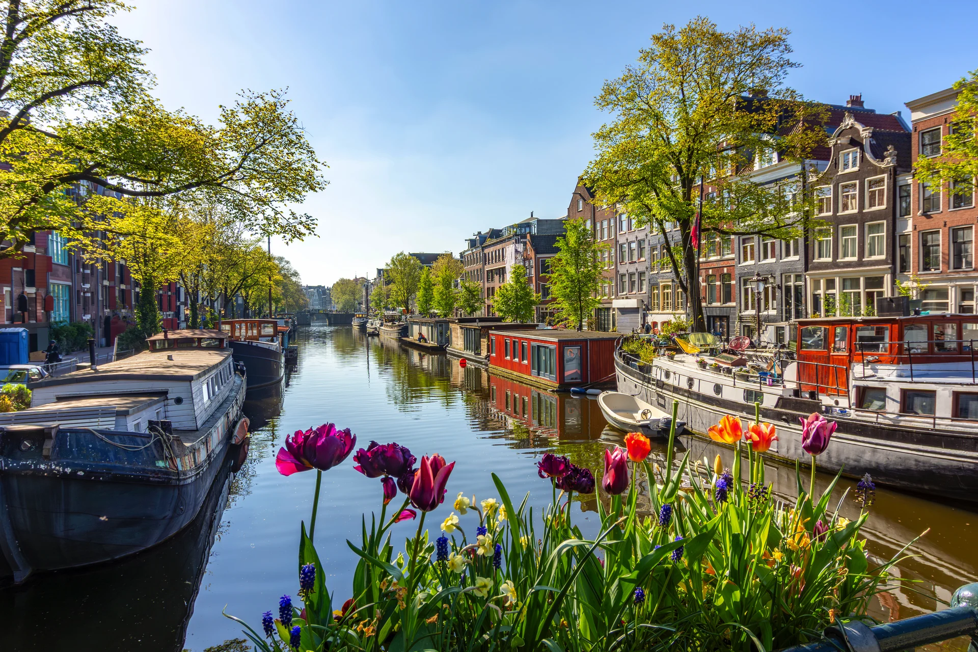 Kanal in Amsterdam mit Hausbooten und blühenden Tulpen im Vordergrund.