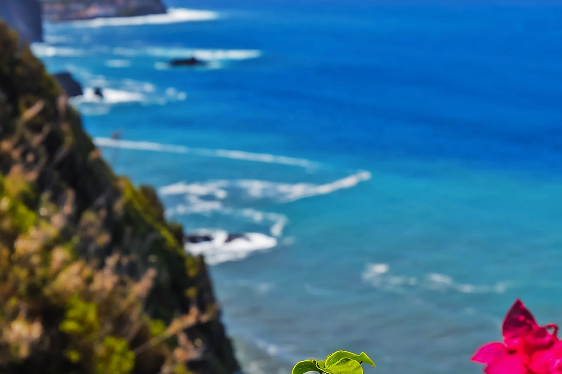 Blumen an der Küste in Boaventura - Madeira Portugal