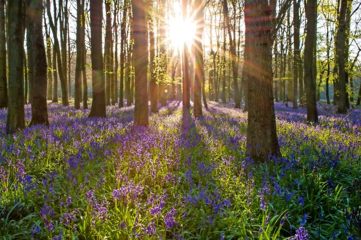 Blühende Bluebells.