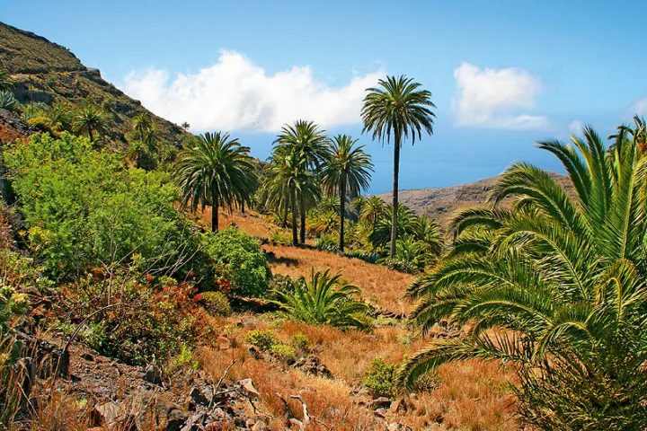 Typische Landschaft, La Gomera.