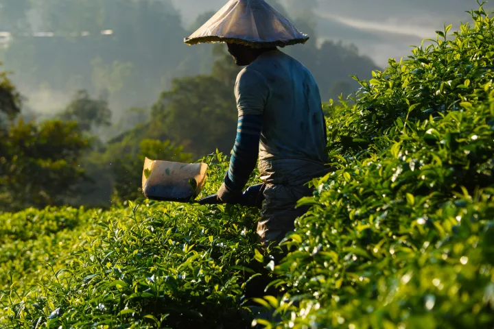 Mensch mit traditionellem Hut erntet Tee auf einer Plantage in bergiger Landschaft.