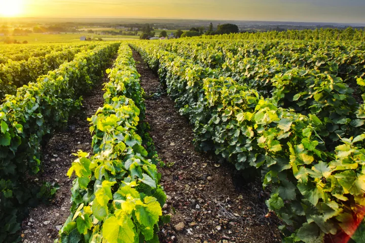 Weinberg im Beaujolais, Frankreich, bei Sonnenuntergang mit Weinreben, nahe Lyon.