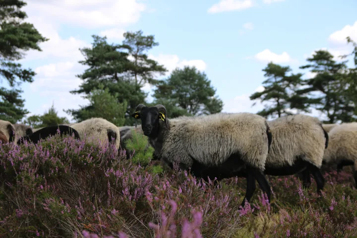 Heidschnucken Herde, Lüneburger Heide