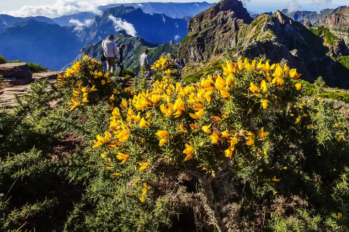 Wanderreise Madeira Highlights