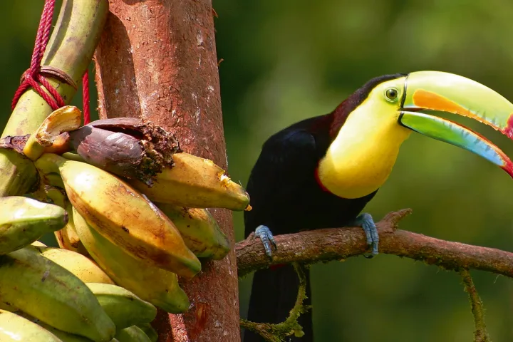 Natur- und Wanderreise Costa Rica