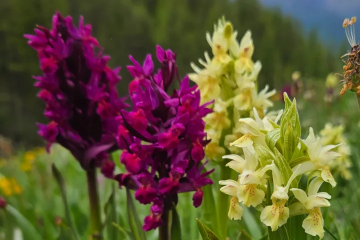 Wanderreise Valle Maira