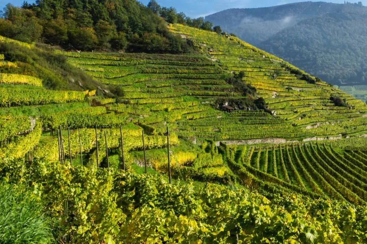 Weinberge an einem sonnigen Hang mit Hügeln im Hintergrund