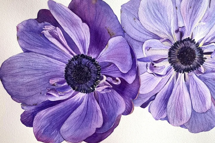 Kamelienblüte in Galizien