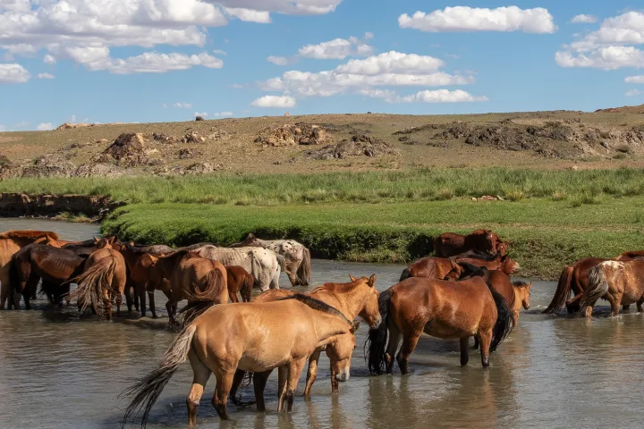 Wanderreise Mongolei & Wüste Gobi erleben