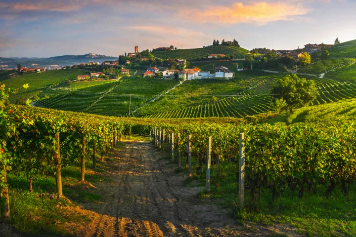 Piemont mit Weinreben