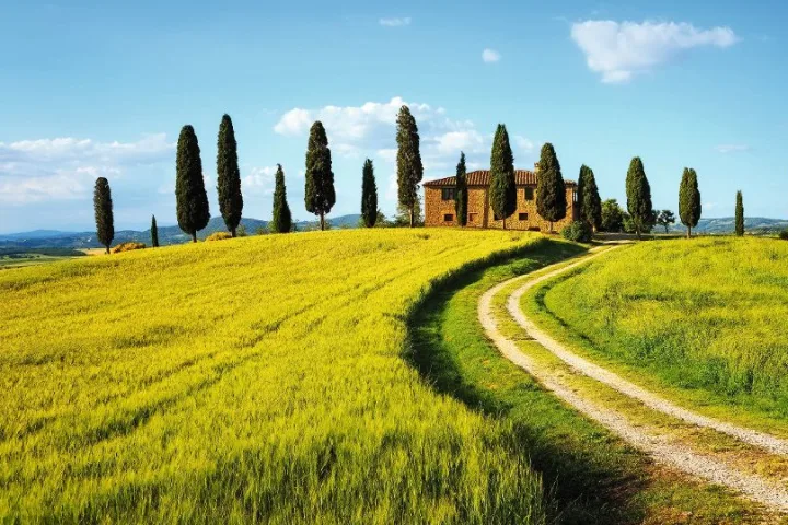 Toscana, Ackerland, Zypressen, Siena, 529.