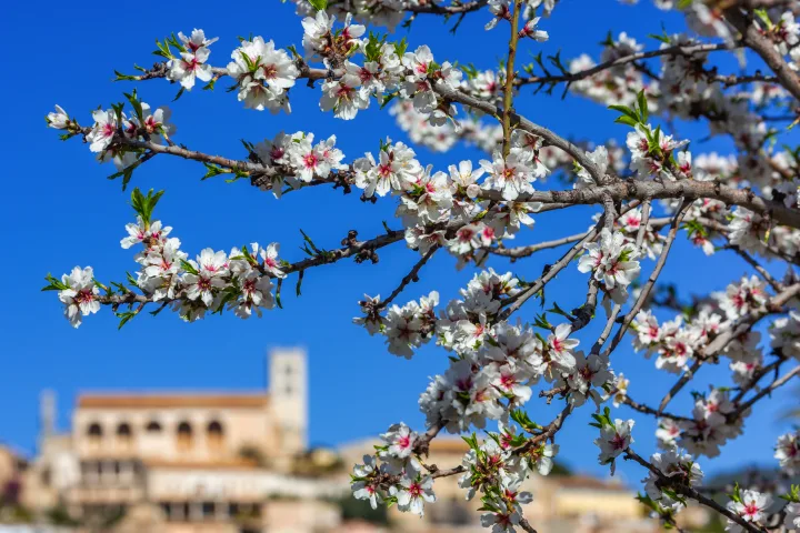 Wanderreise Mallorca – Mandelblüte