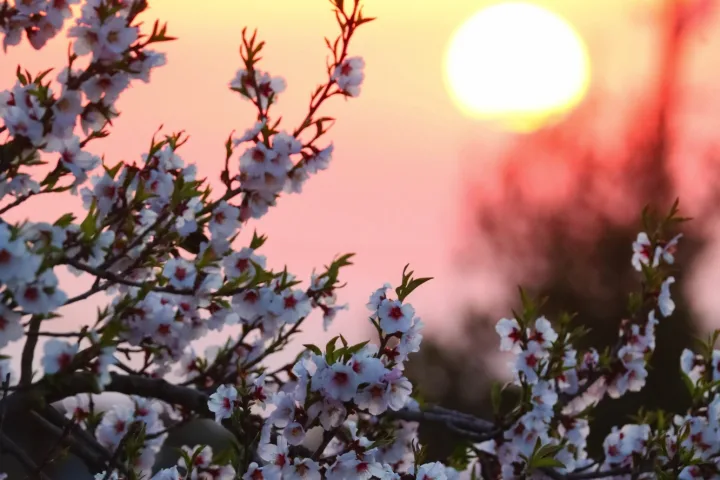 Wanderreise Zypern zur Mandelblüte