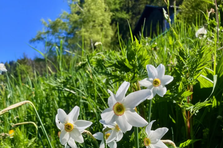 Narzissenblüte in der Waadt