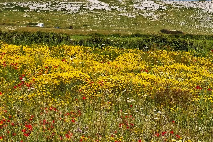 Wandern entlang der malerischen Küste Apuliens, Italien.